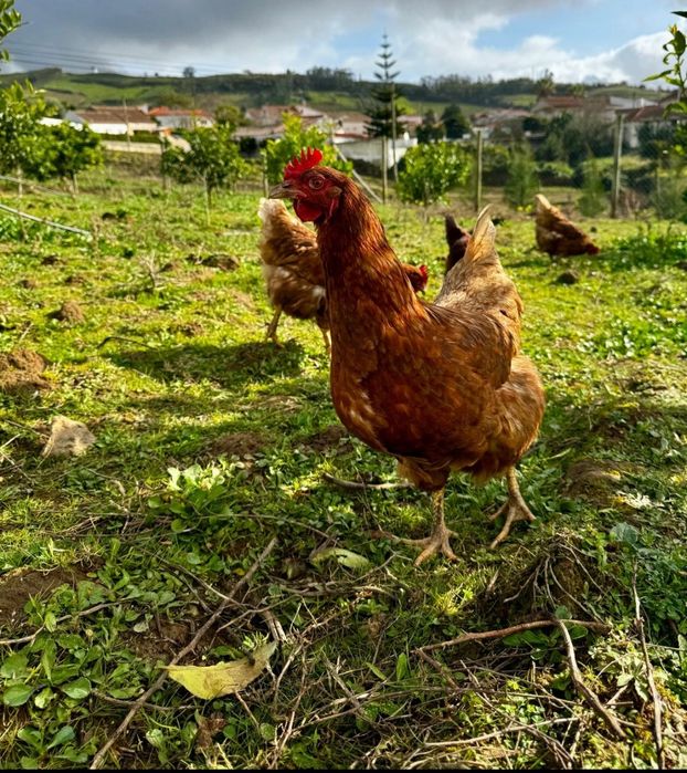 Ovos Caseiros baratos
