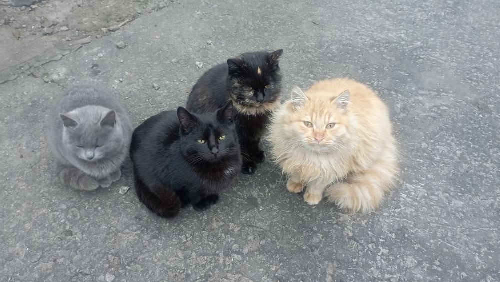 Отдам бесплатно котят, по 6 месяцев. Два мальчика и две девочки