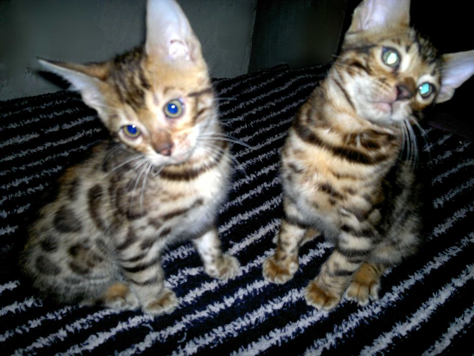 Насправді домашні бенгальські котятка для сімї чи розведення