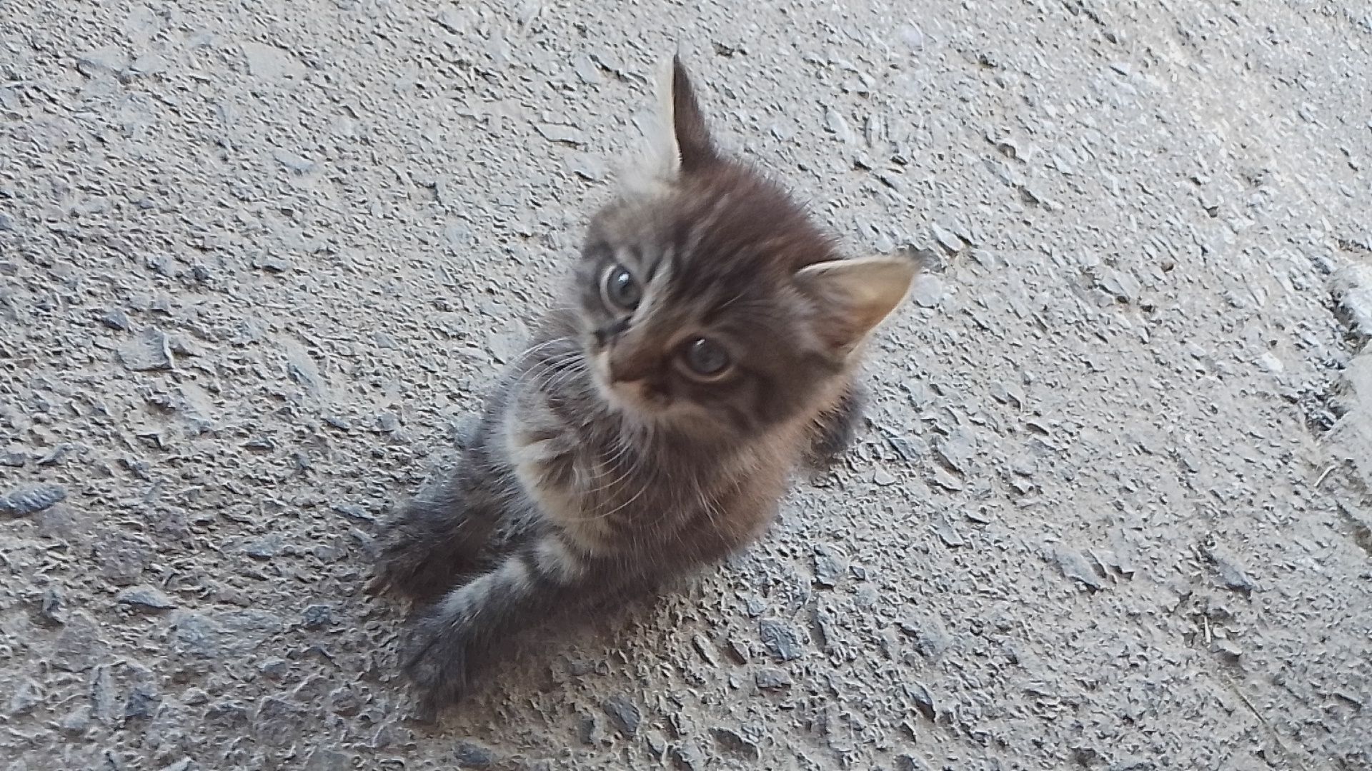 Віддам безкоштовно котня хлопчка