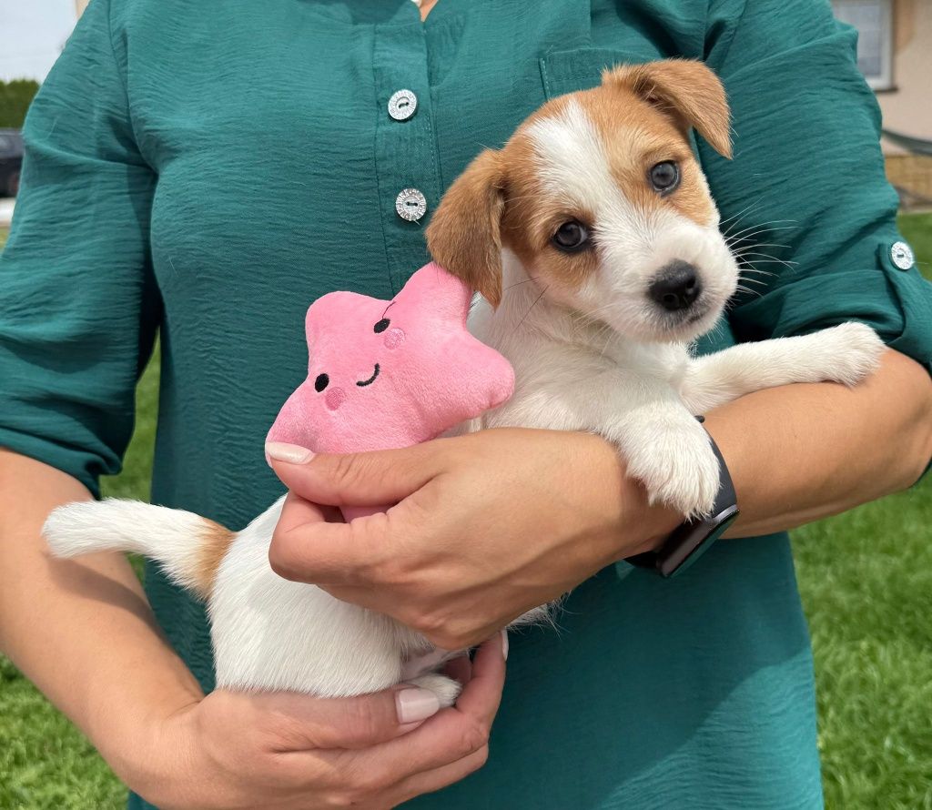 Jack Russell Terrier ZKwP FCI