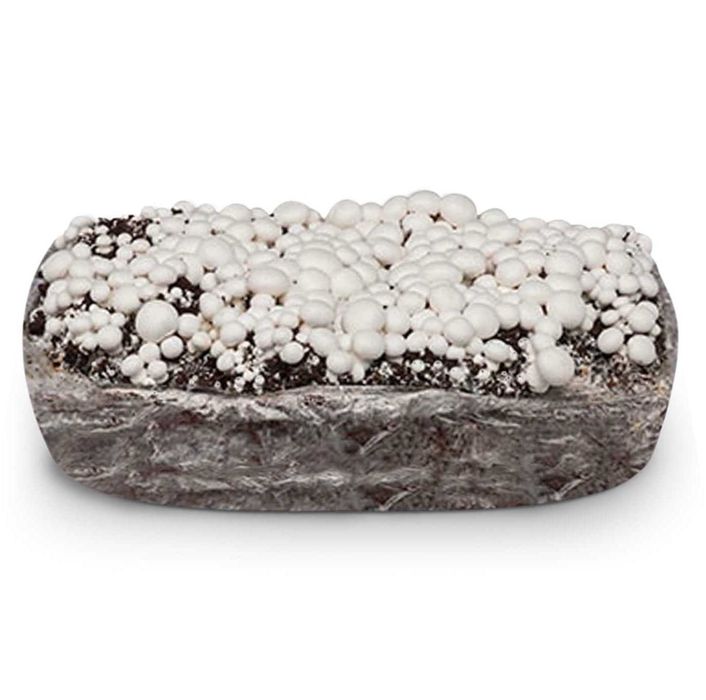 GRZYBNIA PIECZARKI BIAŁEJ BALOT 20KG uprawa w domu + instrukcja