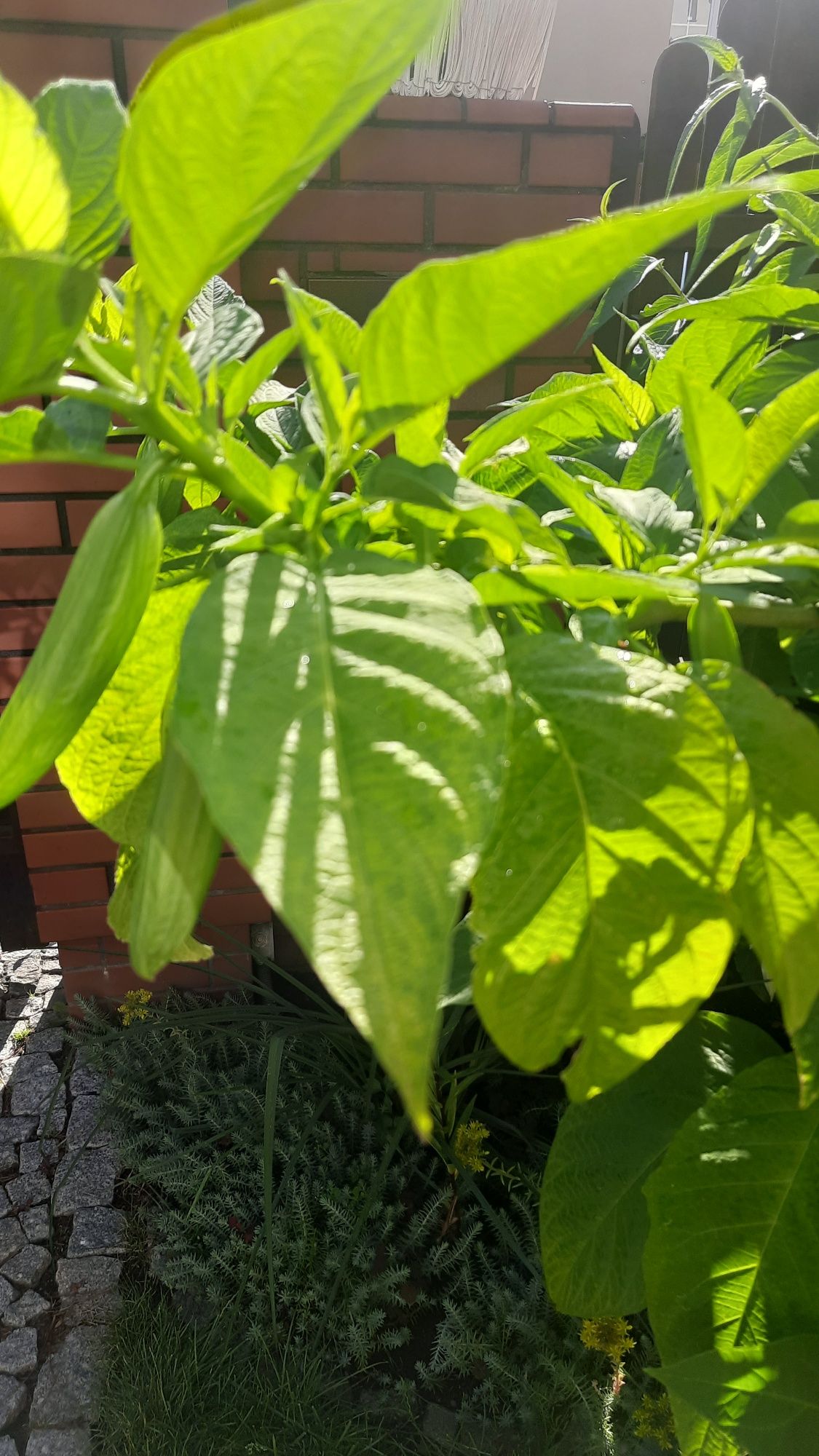 Kwiat datura około 150 cm