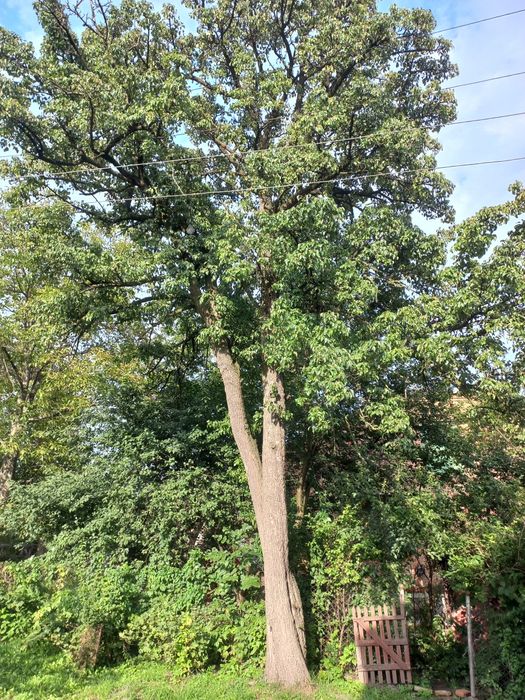 Дерева,пиломатеріали,дошка,брус