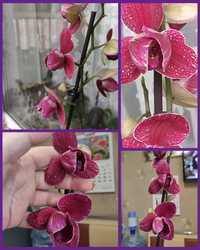 Орхидея фаленопсис пилор