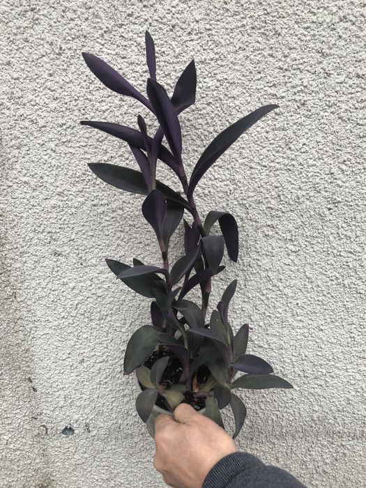 Традесканція пурпурова кімнатна рослина