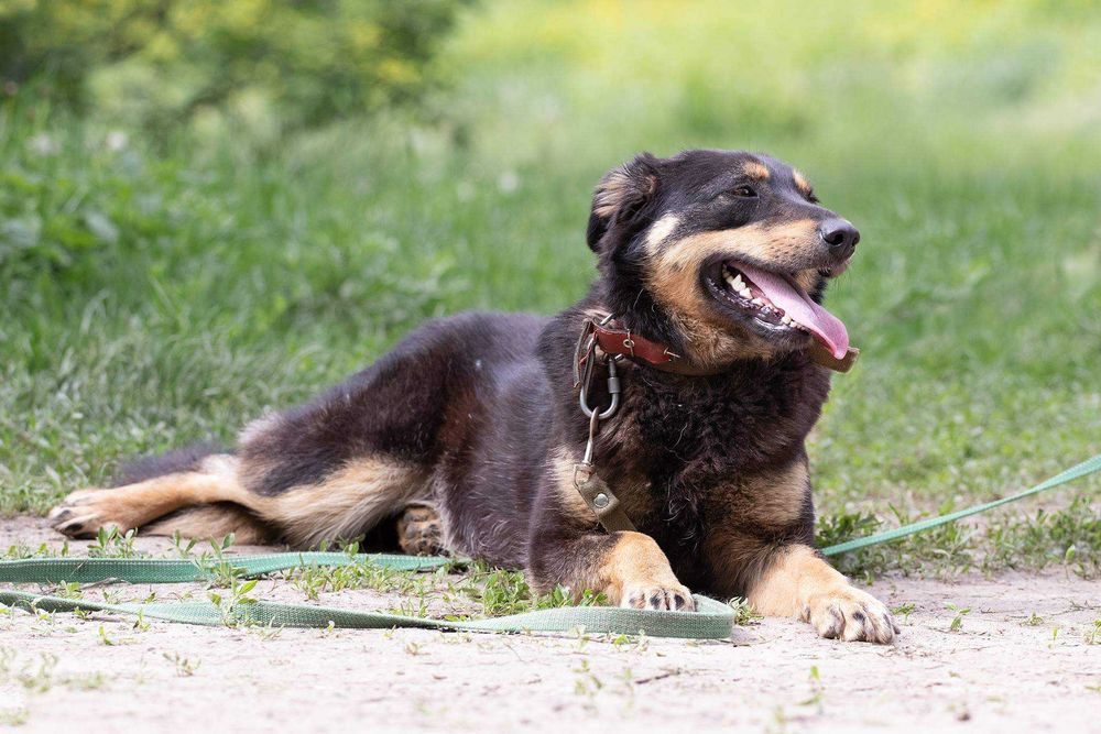 Веселуха Ріка чекає на вас