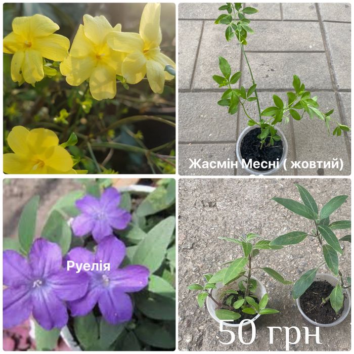 Жасмін Месні, циперус , сансевієрії та ін.