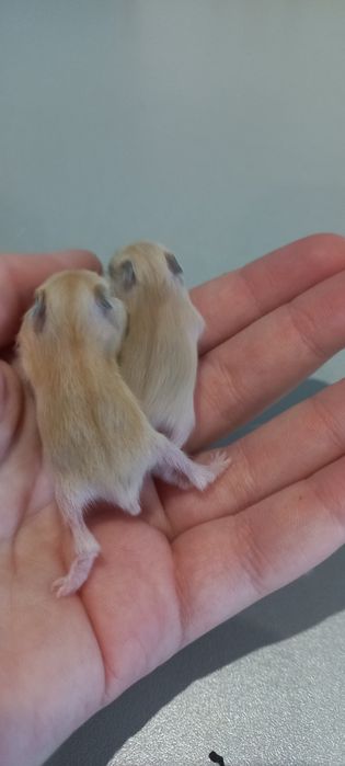 Хом'ячки джунгарики 1 місяць ручні