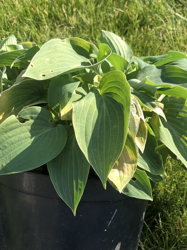 Funkia hosta zadoniczkowana