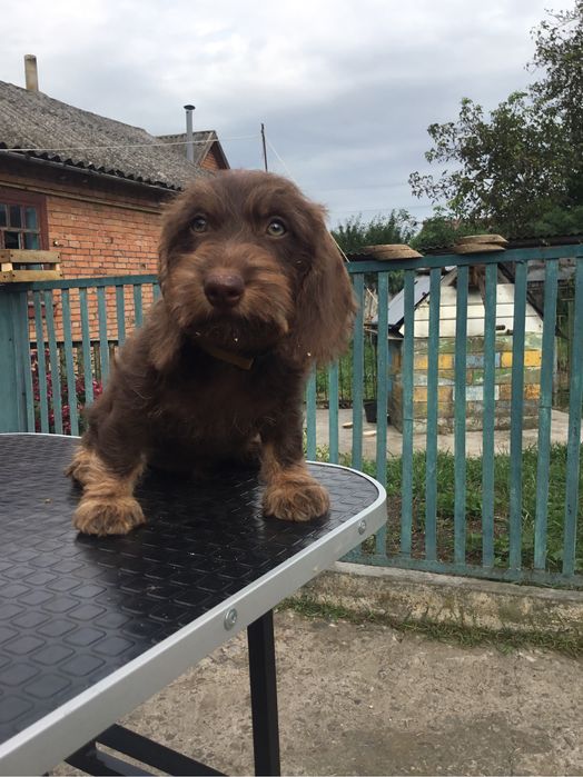 Жорсткошерстна такса  стандартна цуценята