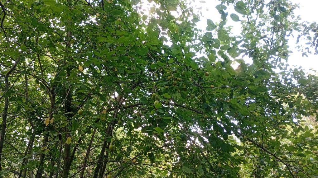 Działka ogrodowa rekreacyjna bardzo dobrej lokalizacji Wrocławia