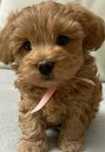Maltipoo F1 cudna sunia z Dokumentami