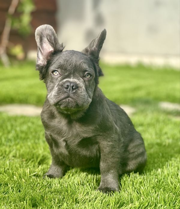 Голубая малышка флаффи!