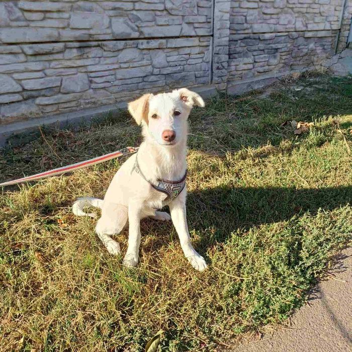 Мальчики девченки в поисках дома