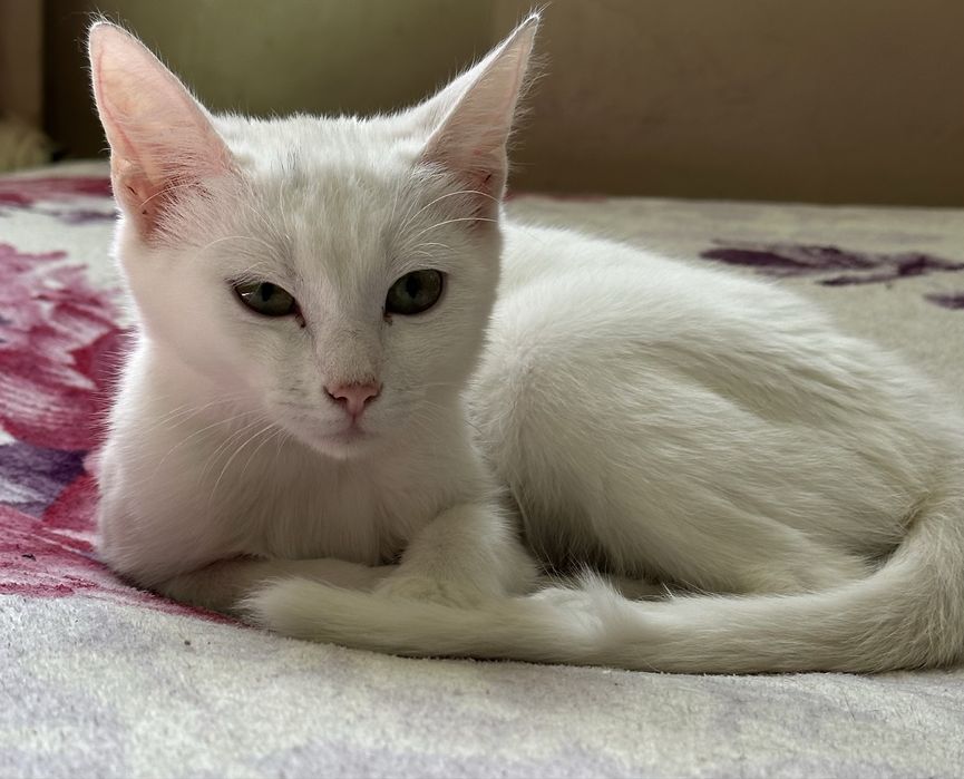 Кошенятка шукають найкращий дім