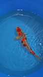Carpa Koi - Goshiki - Nisai 40-42cm