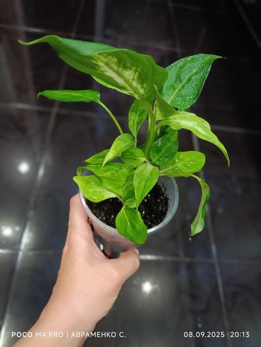 Рослини за доступними цінами