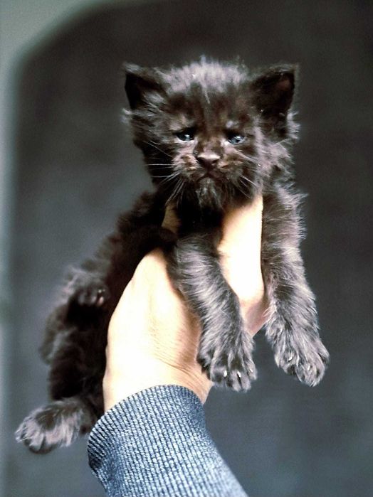 Maine coon, piękny, duży kocurek