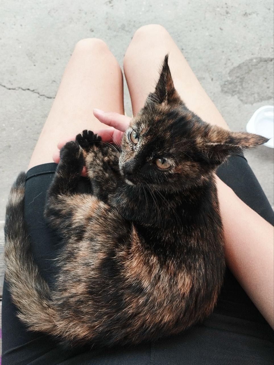 Котенок в добрые руки