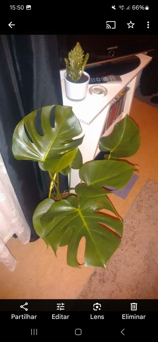 Planta Artificial Monstera de Alta Qualidade