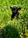 Chihuahua com LOP