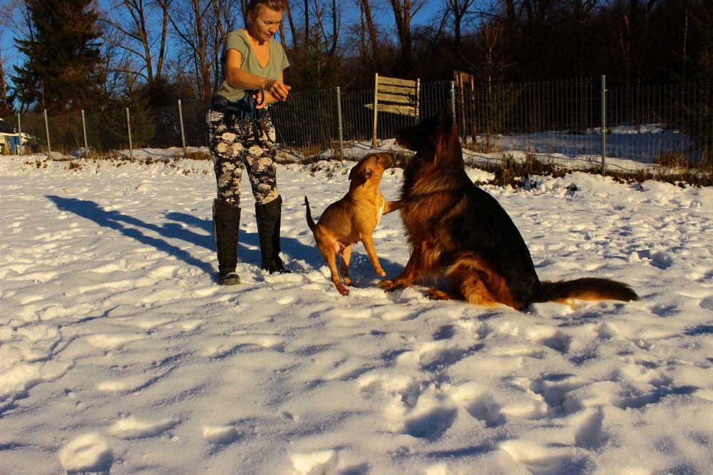 Bulterier miniaturowy umaszczenie rude suczka FCI/ZKwP