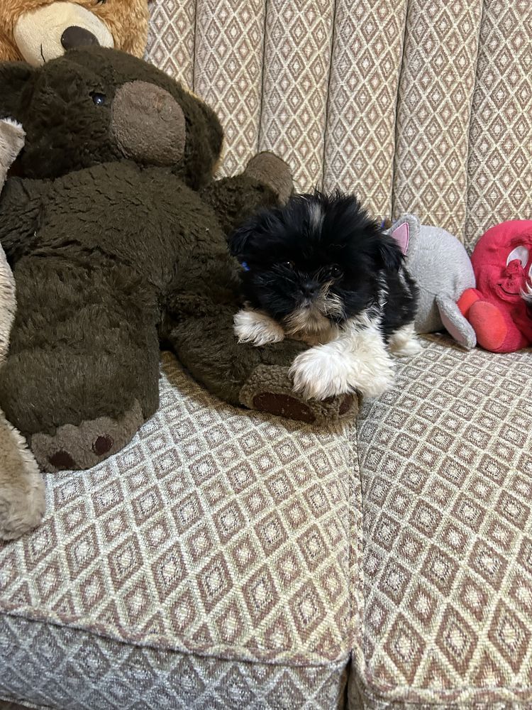 Suczka Shih Tzu z rodowodem