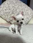 Miniaturowy Chihuahua XXS cudowny charakter rodowód wyprawka