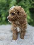 Piesek maltipoo gotowy do odbioru badania genetyczne