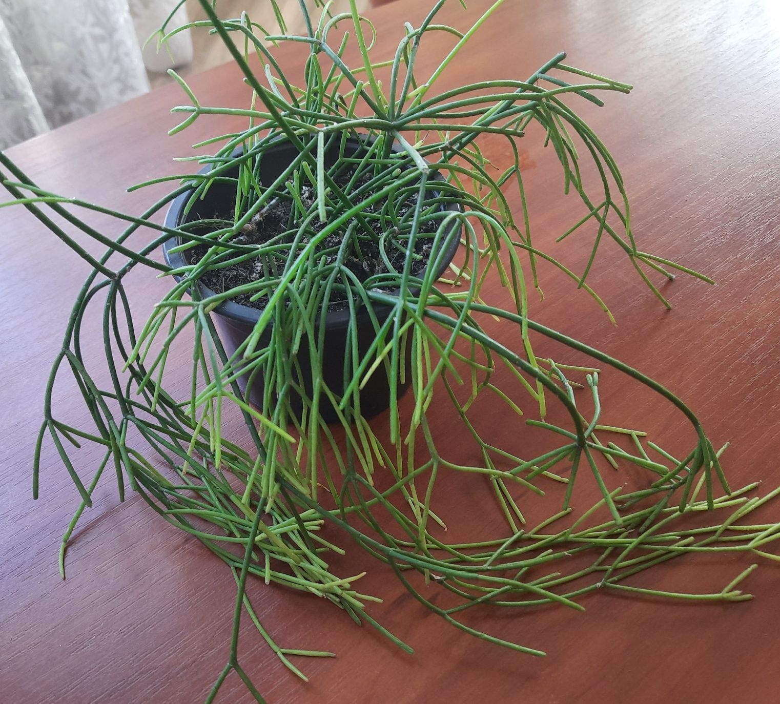 Продам ріпсаліс (Rhipsalis)