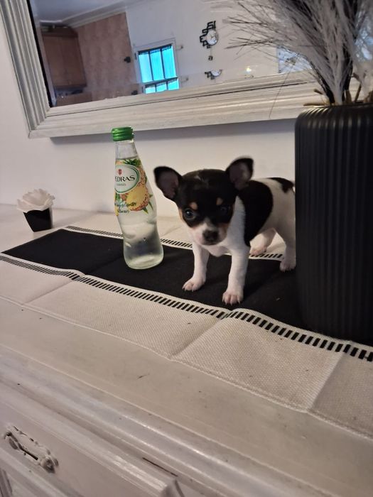 Pinscher miniatura tricolor - fêmea