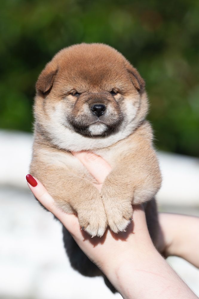 Шиба іну, хлопчик / шиба ину/ сіба/ / сиба/ shiba inu