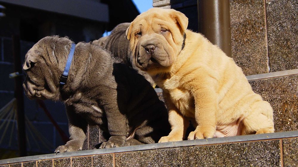 Frugo,Błękitno płowy samczyk Shar Pei z rodowodem, po rodzicach FCI