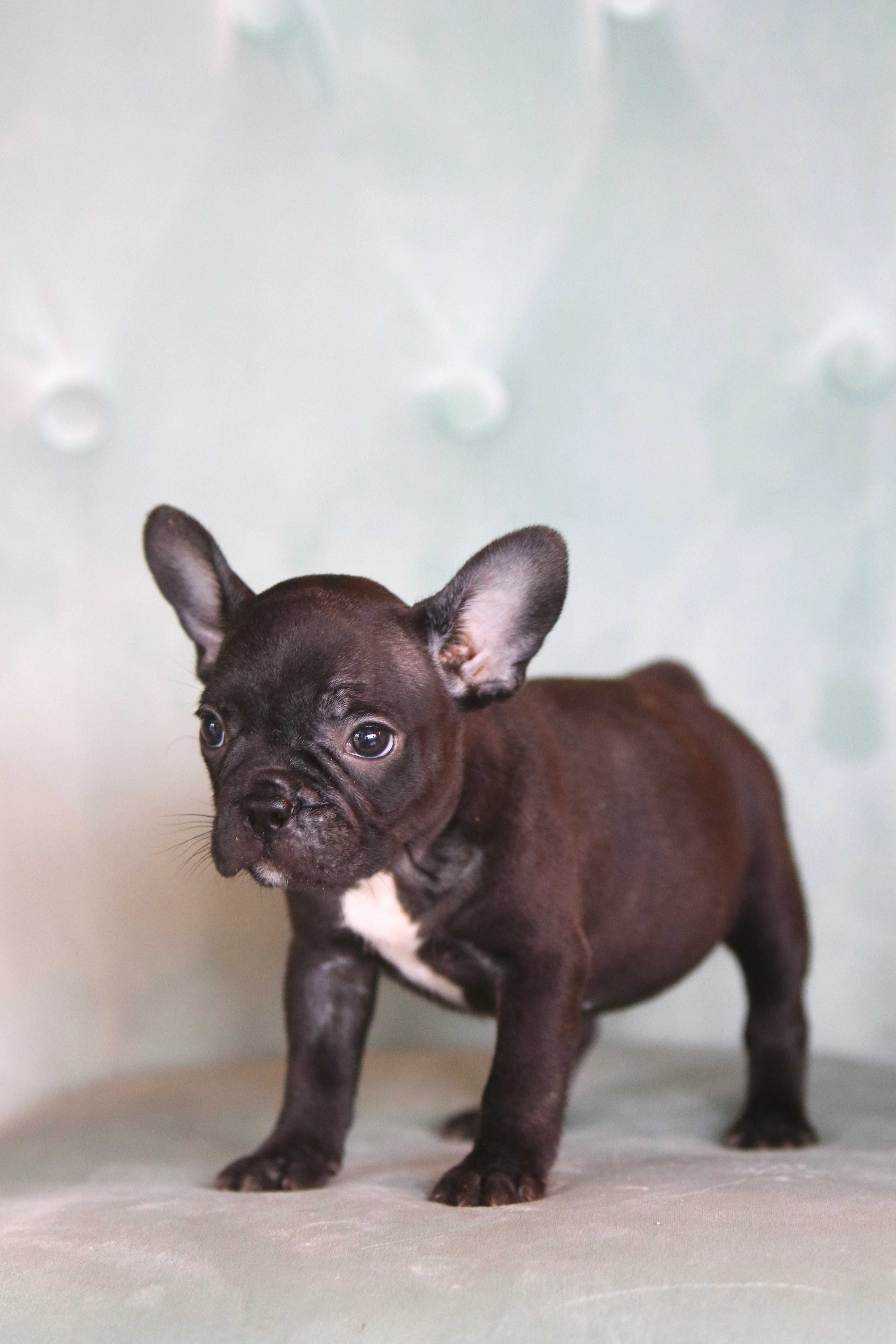 Buldog Francuski - Sunia - Bea 9 tygodni - czarna - Black