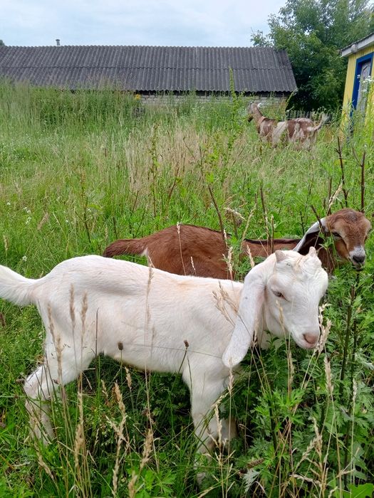 Два цапики 87.5% А-Н породи.
