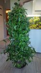 Hoja carnosa albomarginata