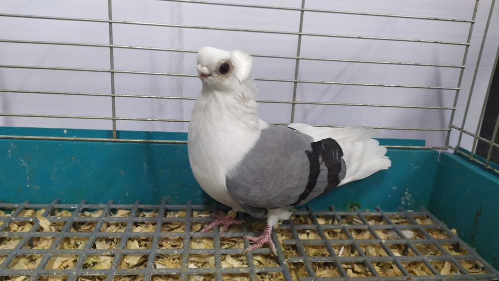 Mewka Polska, gołąb, ptaki, gołębie, mewki