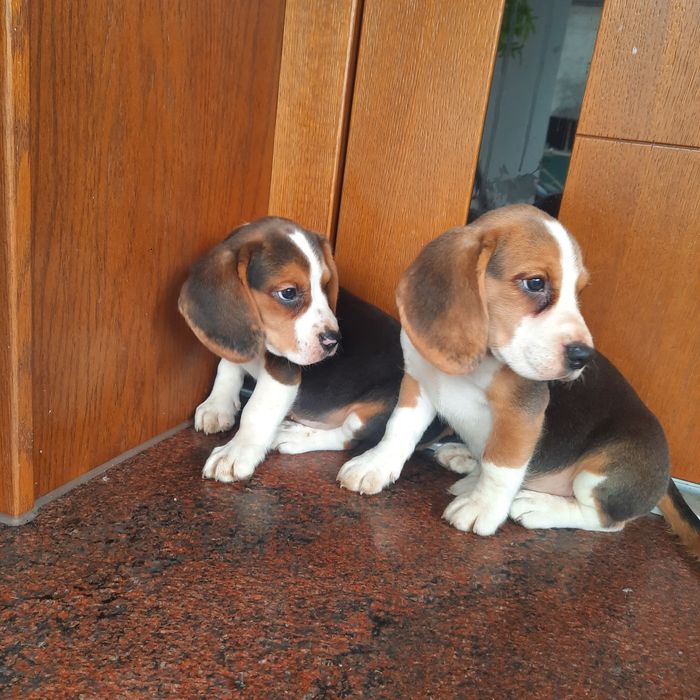 Sprzedam szczeniaka beagle pieska