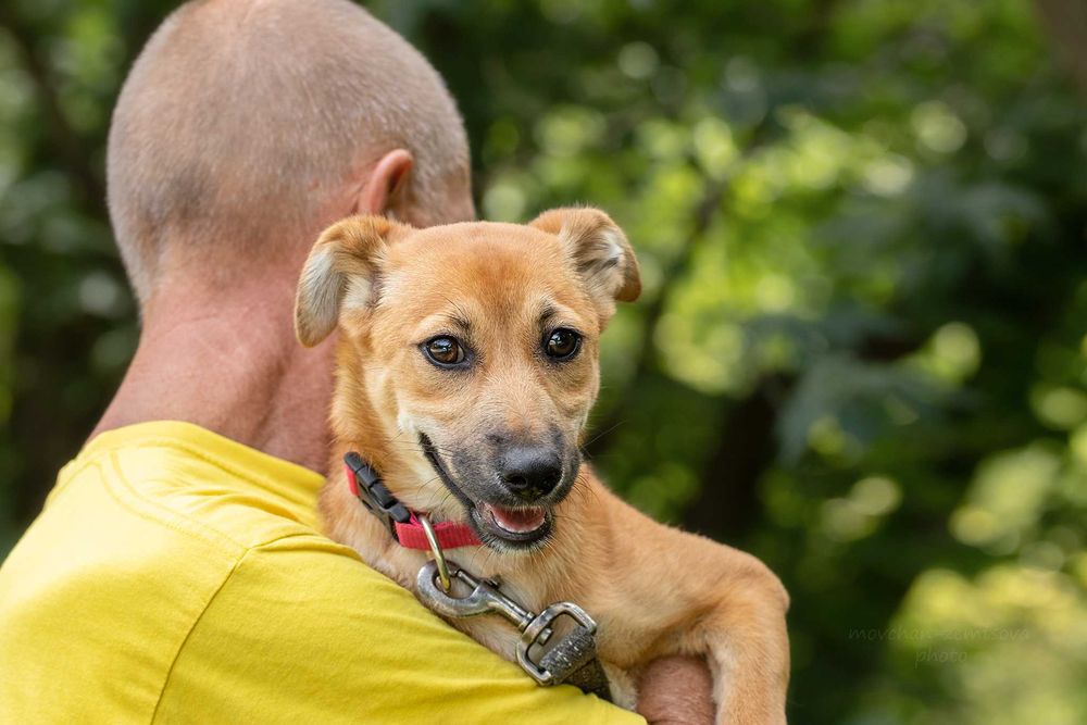 Неймовірної краси цуценя Джуді шукає родину