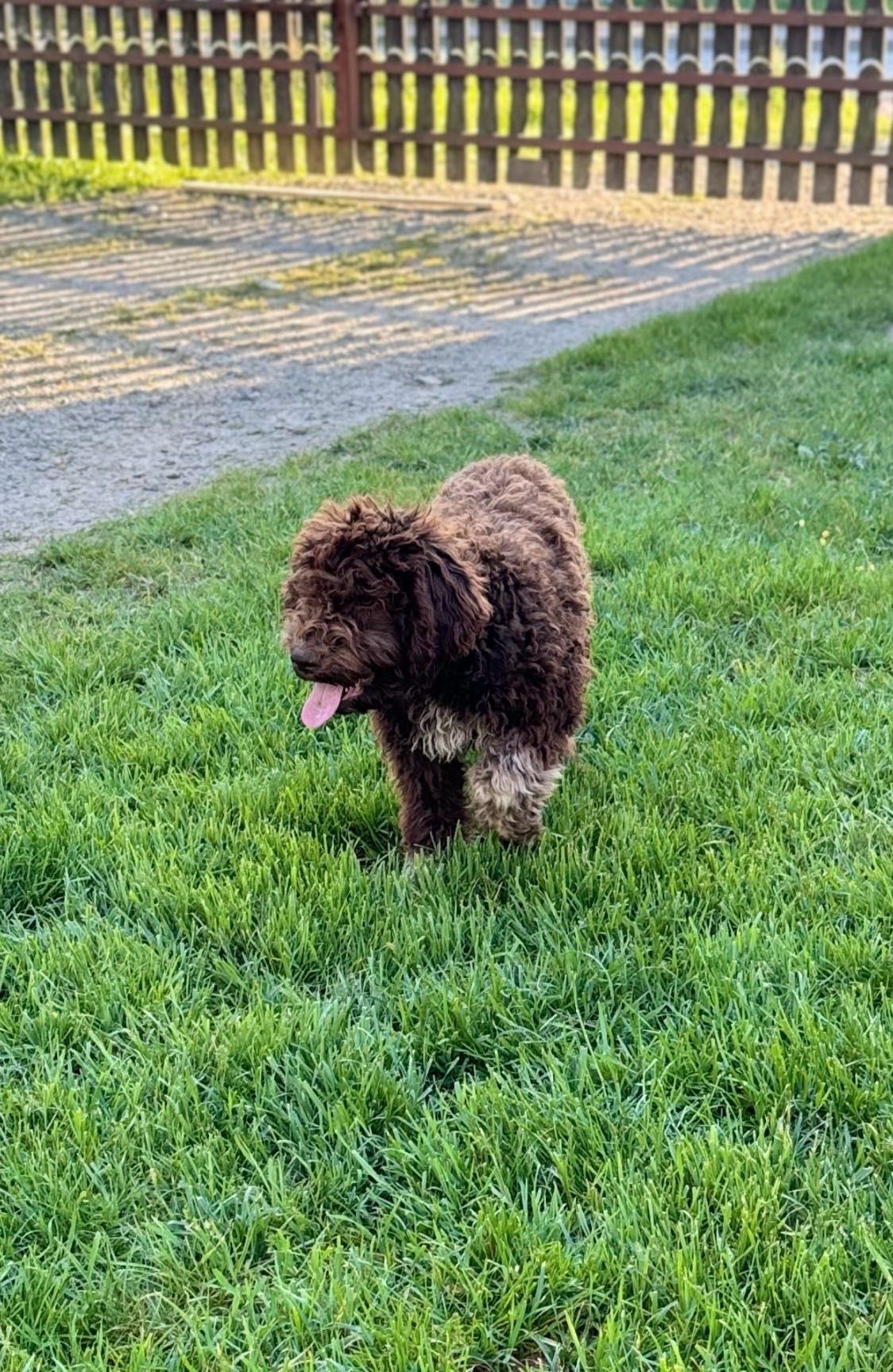 Lagotto Romagnolo piesek FCI