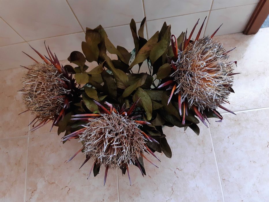 PROTEAS Secas LOTE