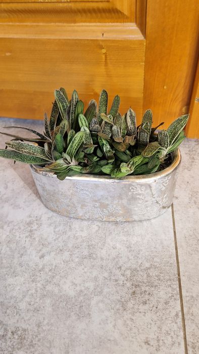 Єхеверія .Гастерія.