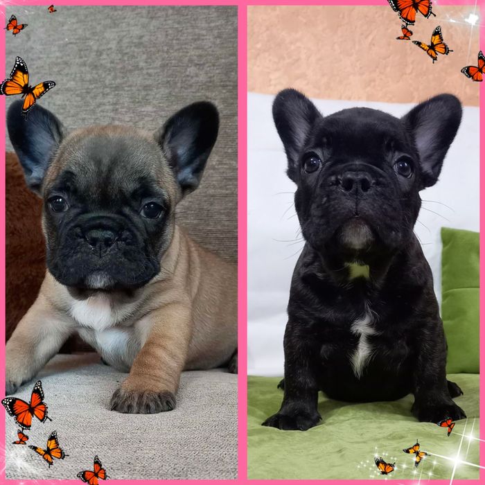 Добрі та веселі франики