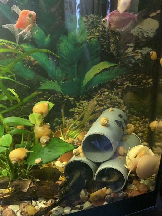 Ампулярия улитка аквариумная