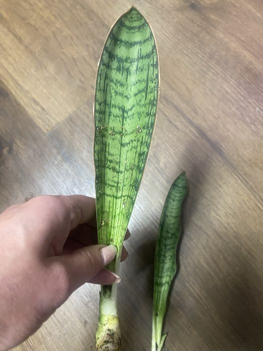 Сансевієрія Клеопатра