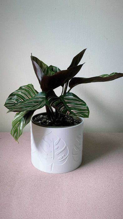 Osłonka + doniczka gratis monstera rozmiar 13 cm różne kolory