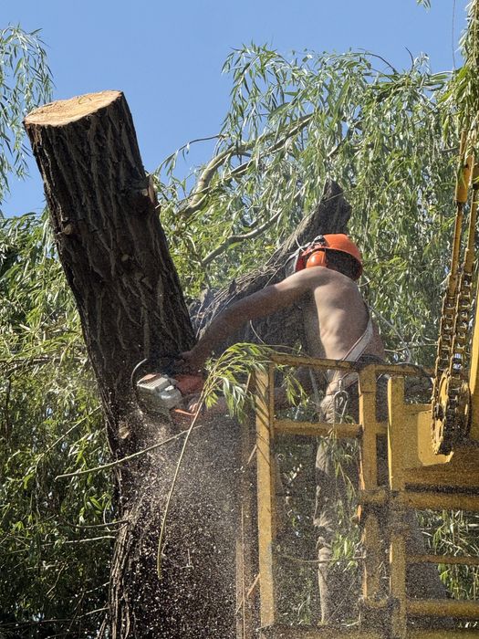 Зріз,обріз,спил будь яких дерев