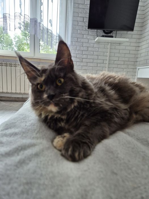 Kotka Maine coon po sterylizacji niebieski szylkret