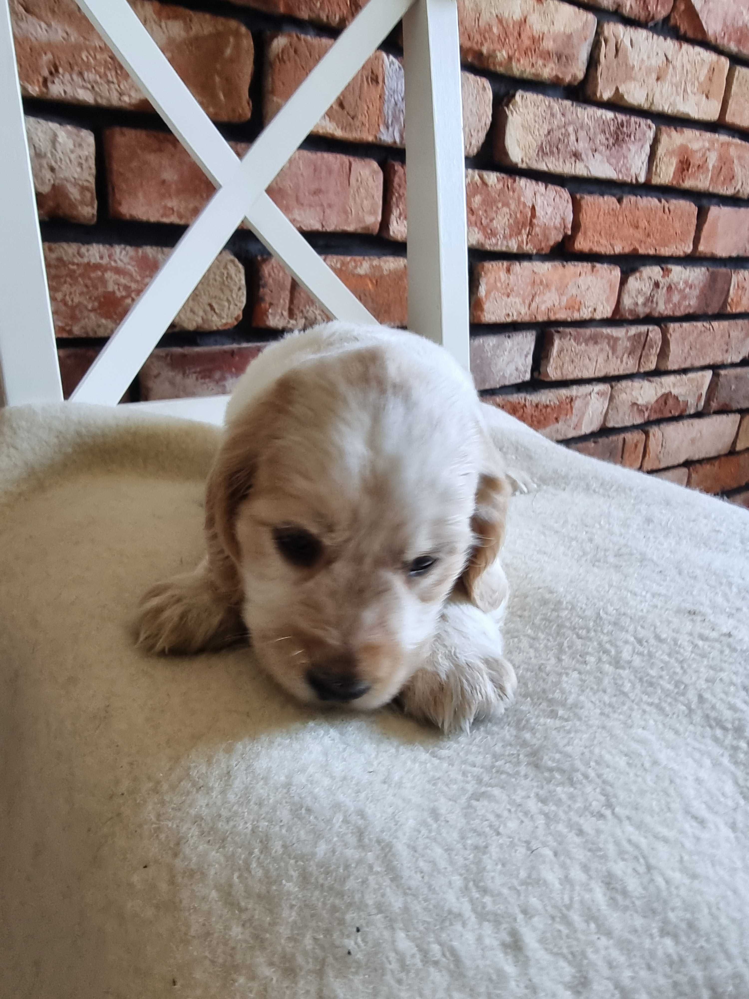 Cocker spaniel angielski śliczny szczeniaczek do odbioru